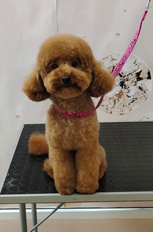 Стрижка мальтіпу